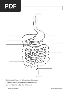 Anatomie Lernen Durch Malen