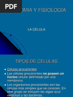 celula