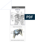 Anatomy PDF