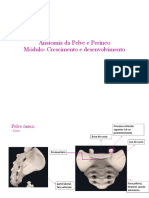 Anatomia Da Pelve