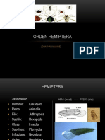 Orden Hemiptera