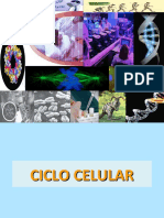 ciclo celular