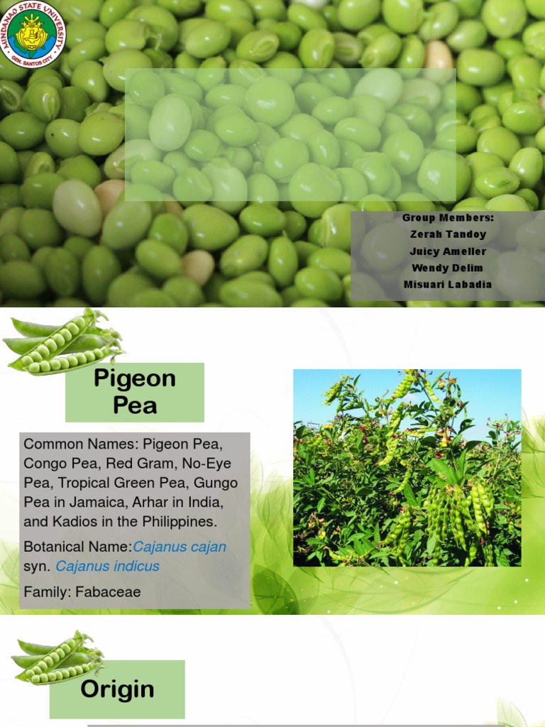 Pigeon Pea Ppt Pea Agronomy Free 30day Trial Scribd