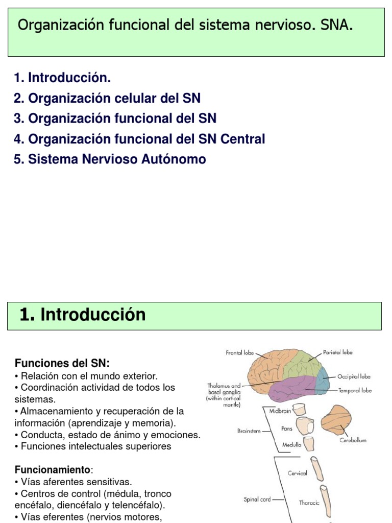 Organización funcional del sistema nervioso. SNA Sistema