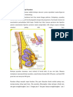 Anatomi dan Fisiologi Payudara.docx
