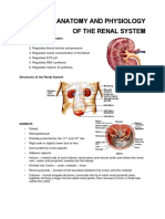Anatomy and Physiology Renal
