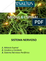 Sistema nervioso: médula espinal y vías sensitivas