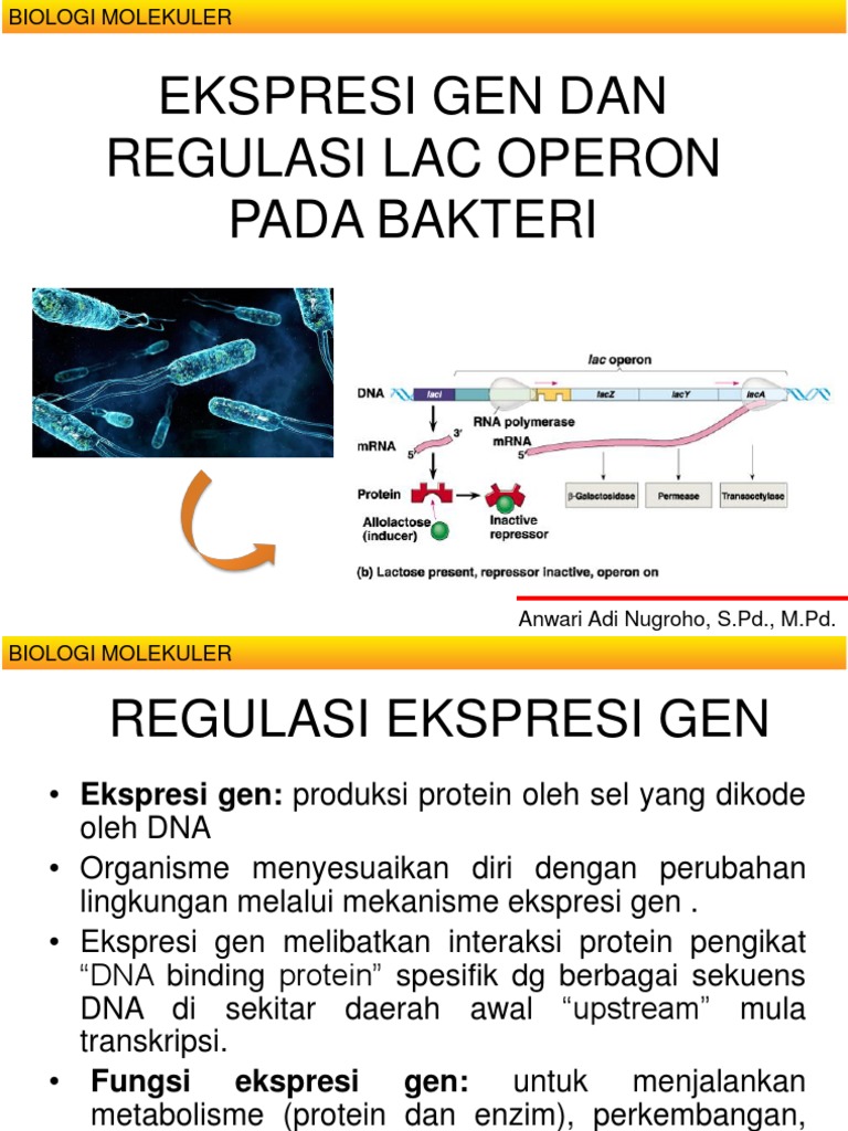 Regulasi Ekspresi Gen pada Lac Operon | PDF | Sains & Matematika