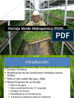 Forraje Verde Hidropónico