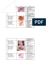 Lampiran Hasil Identifkasi