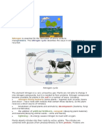 Nitrogen Cycle