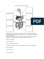 Identifica y escribe la función de cada estructura del sistema digestivo.docx