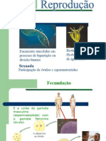 Biologia PPT - Reprodução