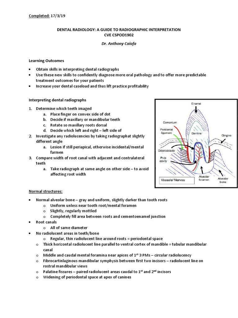 Dental Radiology A Guide To Radiographic Interpretation PDF Human