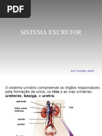 Biologia PPT - Sistema Excretor