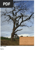 Hoje Caminho - Og Frai