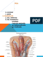 Anatomi Organ Genetalia