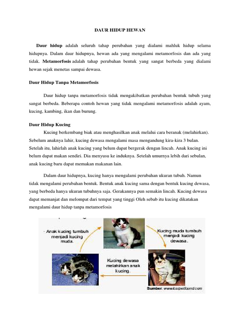 80 Koleksi Gambar Daur Hidup Hewan Tanpa Metamorfosis Terbaik