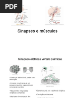 Sinapses e Músculos