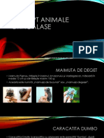 Top Opt Animale Dragalase