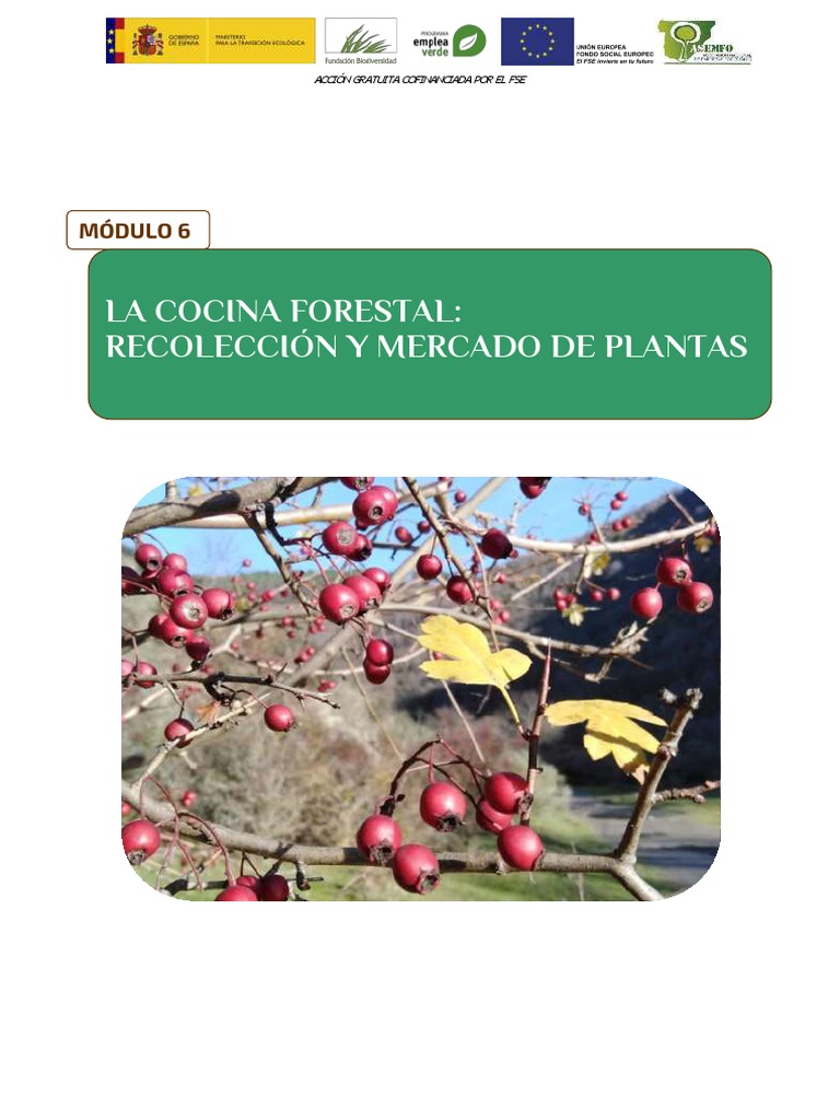 La Cocina Forestal Recoleccion Y Mercado De Plantas Modulo 6