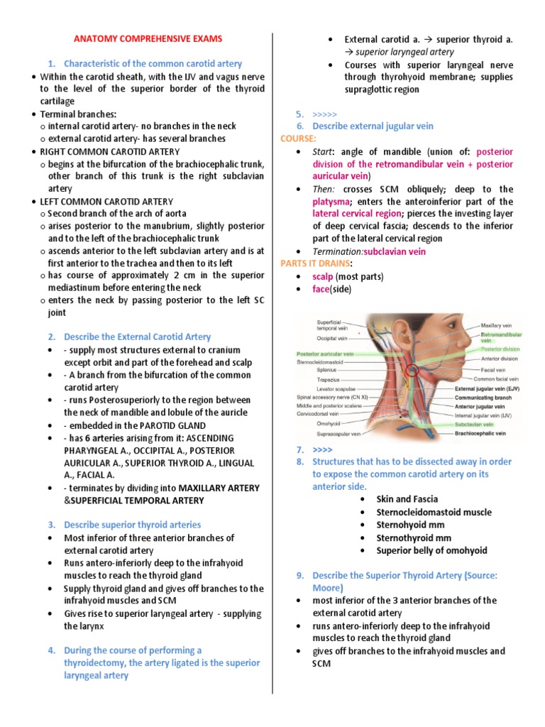 Anatomy Comprehensive Exam Review Questions | PDF | Common Carotid ...