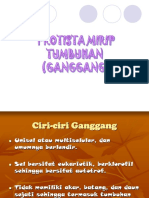 ganggang.ppt