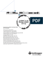 PcDNA 3.1 Vect Map