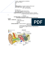 Schita Lectiei Glande Endocrine