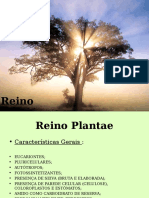REINO PLANTAE Características Dos Grupos
