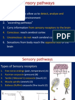 Sensory Passway