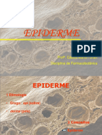 Epiderme