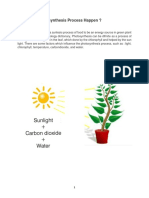 How Does Photosynthesis Process Happen ?