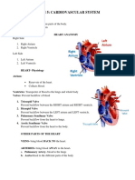 Cardiovascular-System.docx