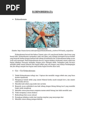 Echinodermata Docx