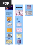 Biologia - Prova Prática - Histologia II