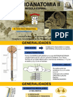 Neuroanatomia II 58759eccbb953