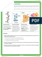 La Estructura de Las Proteínas