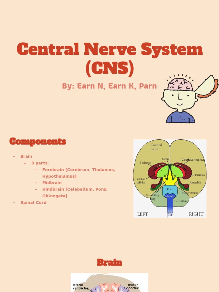 Overview of Central Nervous System Components | PDF | Primate Anatomy ...