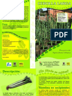Cebolla Larga 2008 Lineas PDF