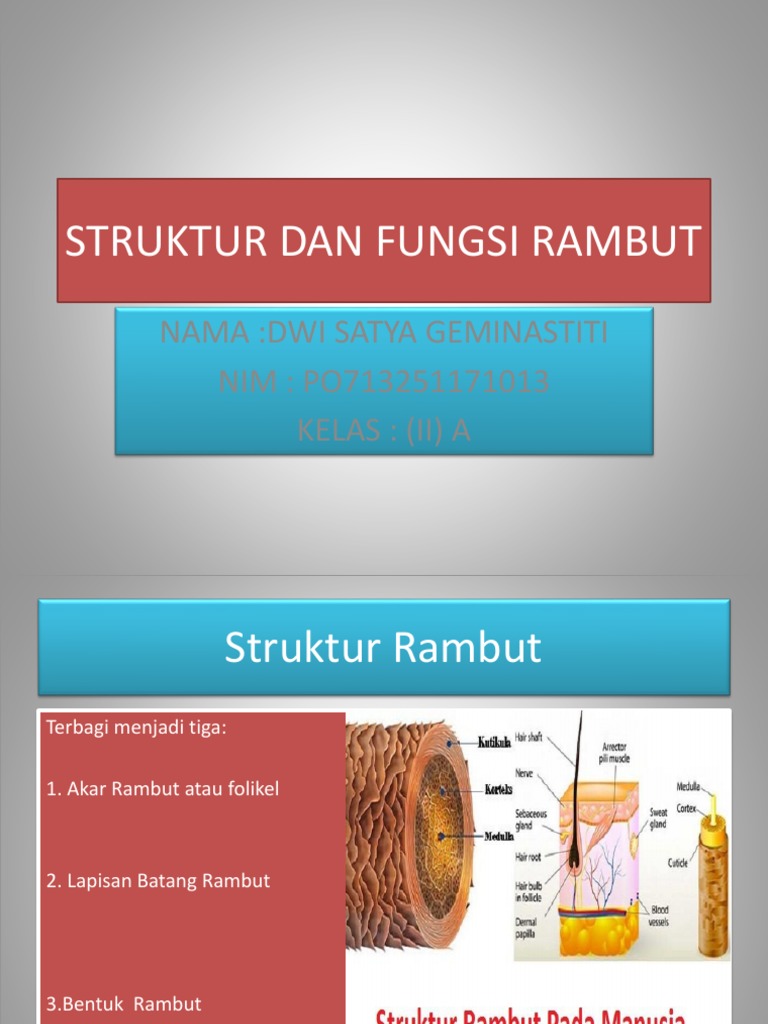 Struktur Dan Fungsi Rambut | PDF