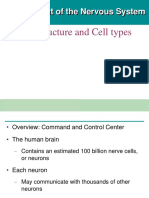 Overall Structure and Cell Types: Development of The Nervous System