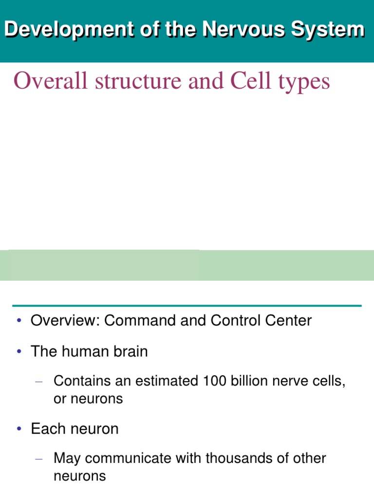 Overall Structure and Cell Types: Development of The Nervous System ...
