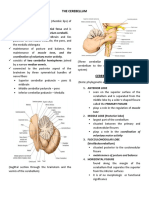 Cerebellum