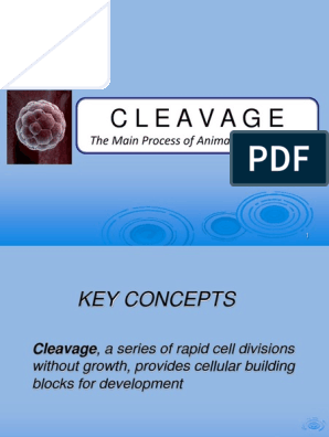 Cleavage: The Main Process of Animal Development, PDF, Developmental  Biology