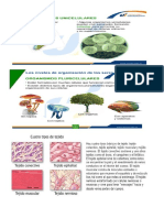 organismos pluricelulares.docx