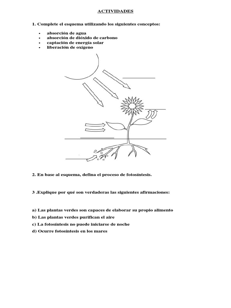 Actividades sobre Fotosíntesis para Secundaria | PDF | Fotosíntesis ...