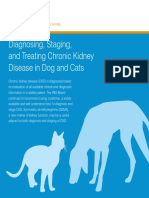 Diagnosing, Staging, and Treating Chronic Kidney Disease in Dog and Cats