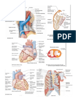 Imagenes Anatomia de torax 