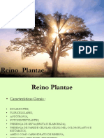 REINO PLANTAE Características Dos Grupos